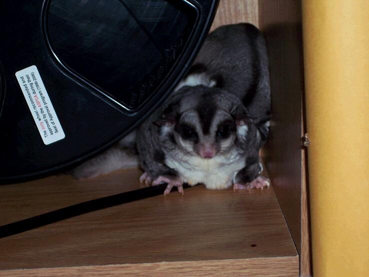 Sugarglider Gliderpedia Introducing New Gliders